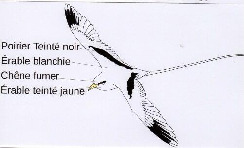 Marqueterie_Oiseau